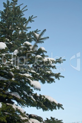 Pine in blue sky