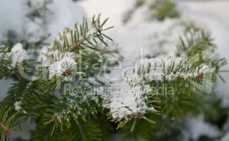 Pine branch in snow