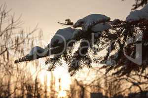 Pine branch at sunset