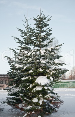 Pines in snow