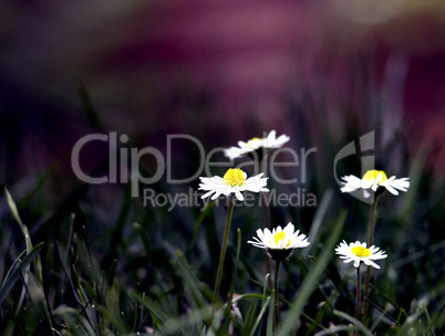 Daisies