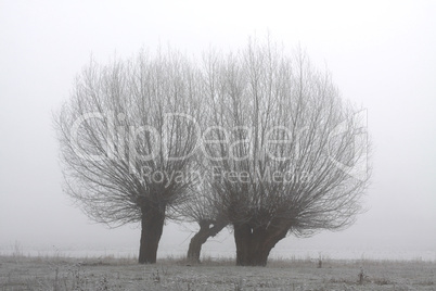 Drei Kopfweiden im Nebel
