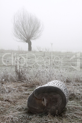 Kopfweiden bei Frost und Nebel