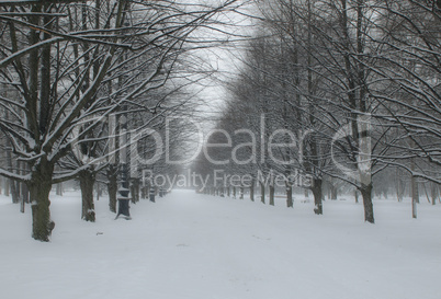 winter landscape