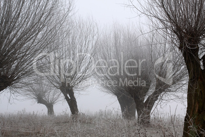 Kopfweiden bei Frost und Nebel