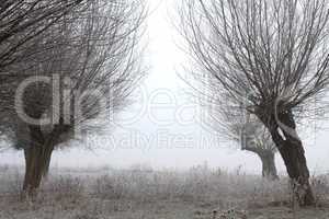 Kopfweiden bei Frost und Nebel