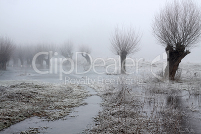 Kopfweiden bei Frost und Nebel