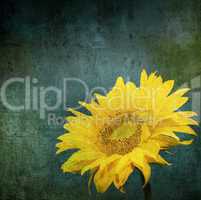 vintage image of sunflower on grunge background