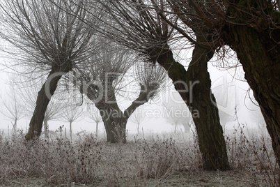 Kopfweiden bei Frost und Nebel
