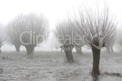 Kopfweiden bei Frost und Nebel