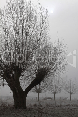 Kopfweiden bei Frost und Nebel