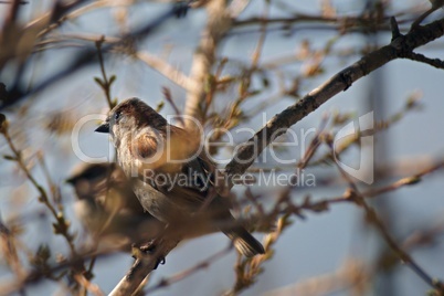 Haussperling - Passer Domesticus