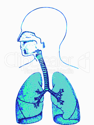 Lunge des Menschen