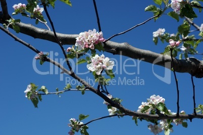 Frühlingsbeginn