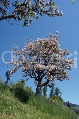 Frühlingsbeginn