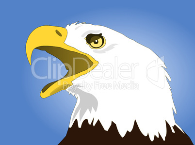 White headed Eagle