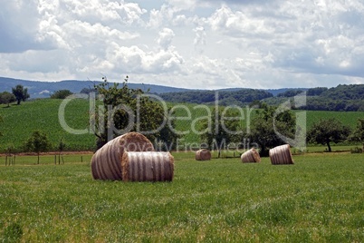 Wiesenlandschaft im Elsass