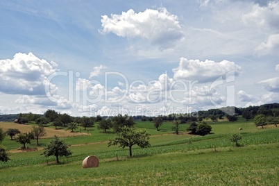 Wiesenlandschaft im Elsass