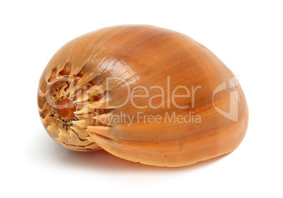 spiral sea shell close-up