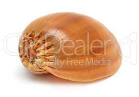 spiral sea shell close-up