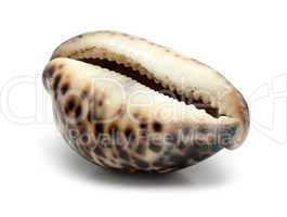 bizarre sea shell close-up