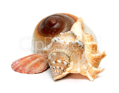 group of seashells