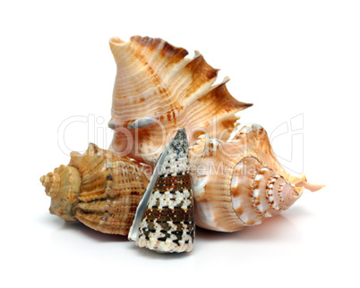 group of seashells