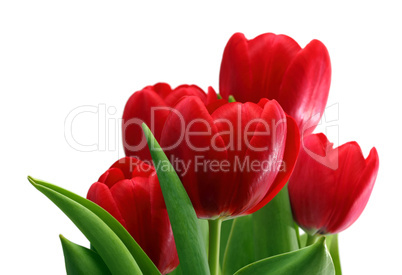 bouquet of red tulips close-up