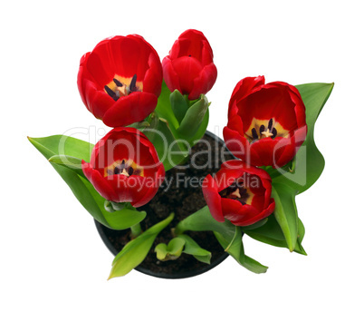 red tulips in pot