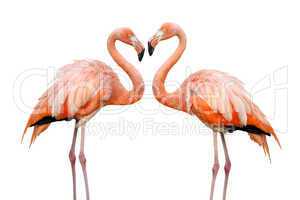 Zwei Flamingos bilden eine Herzform