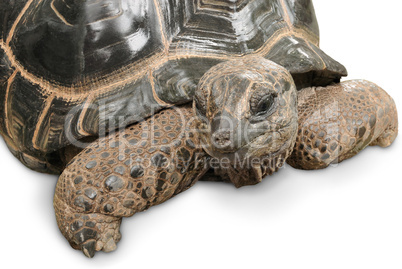 Tierportrait einer Riesenschildkröte