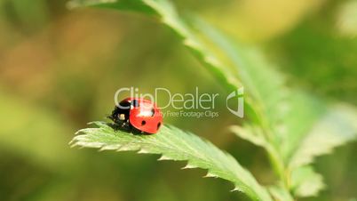 Ladybird fuss on green leaf and then run away