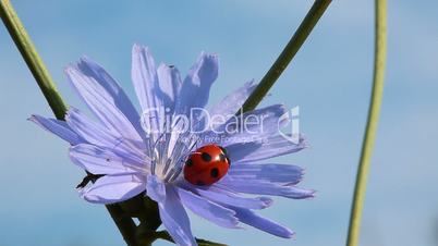 ladybird is played with a flower