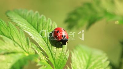 Ladybird washing up on green leaf