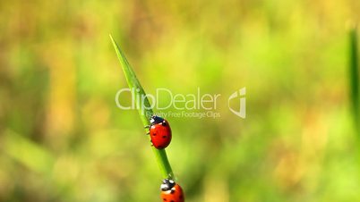 ladybirds on green grass