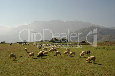 Schafherde auf Kreta