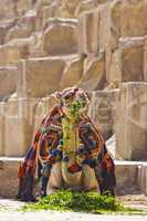 Camel having a lunch in front of the pyramid