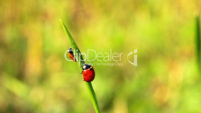 ladybirds on green grass
