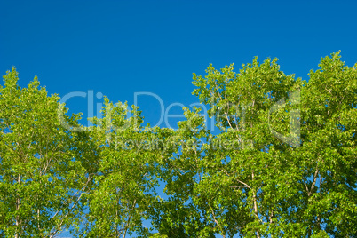 Foliage against the sky