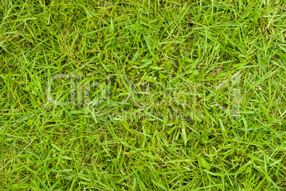 Texture of grass