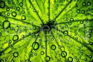 citrus close up with bubbles, abstract green background