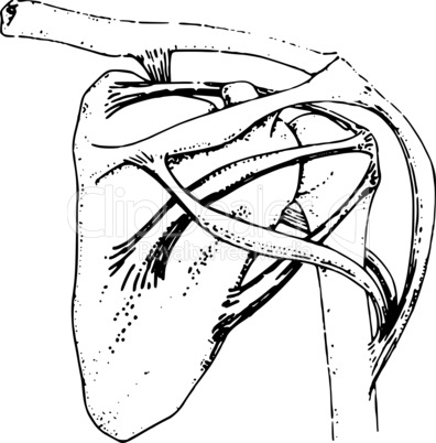 SCAPULA /Anatomie Schulterblatt