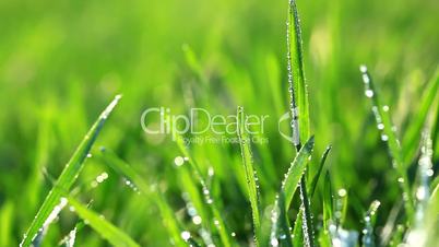 drops of dew on a green grass