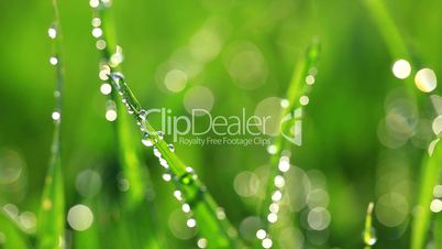 drops of dew on a green grass