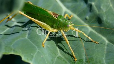 Grasshopper.