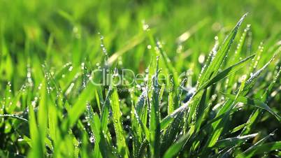 Fresh green grass with dew drops. Morning summer scene. Macro