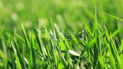 green grass - macro