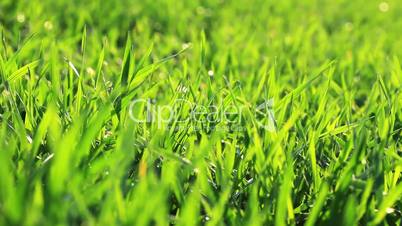 green grass - macro