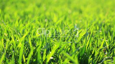 green grass - macro