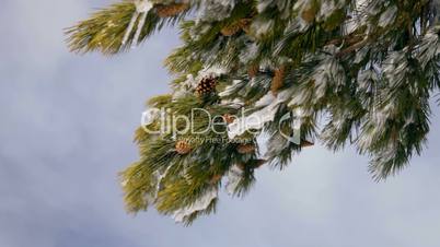 Pine Cones in Winter Snow
